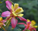 Aquilegia (Columbine) caerulea Swan Pink & Yellow