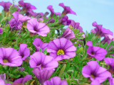 Swaying in the Breeze
