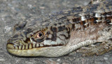 Southern Alligator Lizard (3 views)