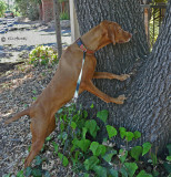 Barking Up the Wrong Tree