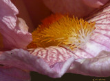 Tongue of the Iris