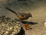 Spotted Towhee (young)