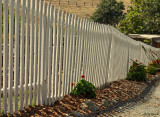 Fresh Whitewashed Fence