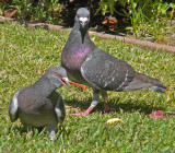 Rock Dove