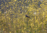In a Field of Yellow - Western Kingbird