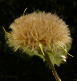 Unidentified tan Dandilion type