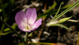 Unidentified lavender
