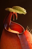 Nepenthes bicalcarata 1