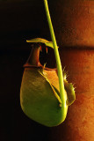 Nepenthes bicalcarata 2.jpg