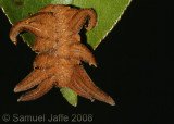 Phobetron pithecium (Monkey Slug / Hag Moth)
