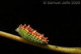 Adoneta spinuloides (Purple-crested Slug)
