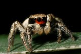 Habronattus sp. (Red-faced Jumping Spider)