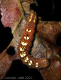 Acronicta increta (Southern Oak Dagger)