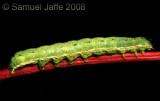 Scotogramma trifolii (Clover Cutworm)