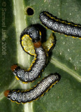 Evergestis rimosalis (cross-striped cabbage worm)