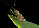 Pselliopus cinctus (Assasin Bug)