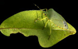 Acrosternum hilare (Green Stinkbug)