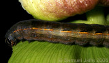 Spodoptera species (Armyworm)