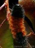 Wooly Bear Caterpillar