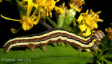 Striped Garden Caterpillar - Goldenrod