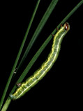 Macaria bicolorata? (Pitch-feeding Angle)
