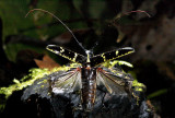 Monteverde Cerambycid Beetle