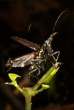 Monteverde Cerambycid Beetle