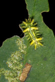 Spiney Slug - Euclea sp. Monteverde