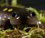 Yellow-spotted Salamander