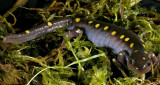 Yellow-spotted Salamander