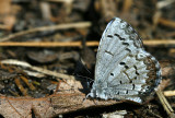 Celastrina ladon marginata - Spring Azure