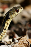 Thamnophis sirtalis sirtalis - Garter Snake