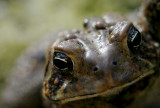 Bufo americanus - American Toad