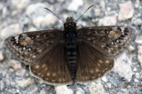 Duskywing #1