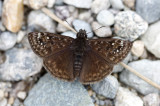 Duskywing #5