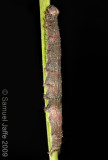 Catocala paleogama - Oldwife Underwing