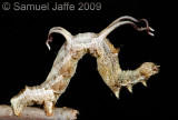 Nematocampa resistaria - Horned Spanworm