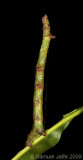 Ennomos - Spnaworm species