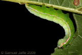 Peridea angulosa - Angulose Prominent