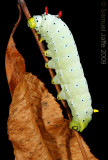 Callosamia promethea - Promethea Silk Moth
