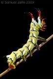 Citheronia regalis - Hickory Horned Devil (no longer in mass!)
