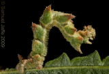 Nemoria Sp. Sweetfern