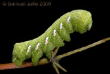 Eumorpha achemon - Green Phase Achemon Sphinx