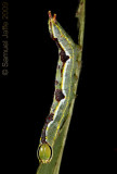 Lochmaeus manteo - Variable Oakleaf Caterpillar