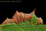 Schizura ipomoea - Morning Glory Prominent