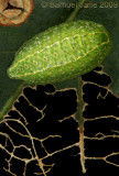 Lithacodes fasciola - Yellow Shouldered Slug