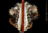 Phobetron pithecium - Monkey Slug