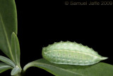 Packardia geminata - Jewel Tailed Slug