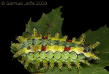 Euclea delphinii - Spiny Oak Slug Moth