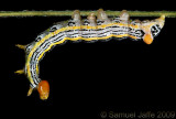Symmerista Species - Red-humped Oakworm